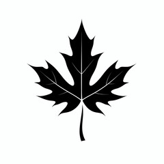 Fototapeta premium Black silhouette of a maple leaf on a light background showcasing nature's design