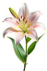 Obraz premium pink lily isolated on white