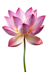 Fototapeta premium pink lotus flower