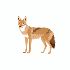 Obraz premium Coyote standing in a natural pose with a detailed fur pattern in a minimalist style