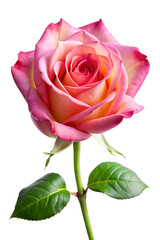 pink rose isolated on white background