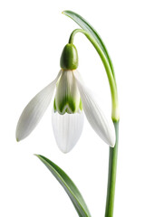 snowdrops isolated on white