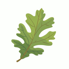 Fototapeta premium Bright green oak leaf resting on a blank background showcasing its detailed shape