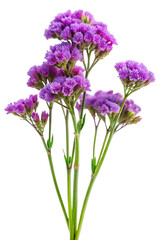 Obraz premium flowers isolated on white