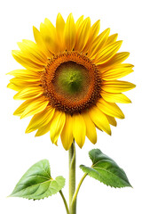 Obraz premium sunflower isolated on white