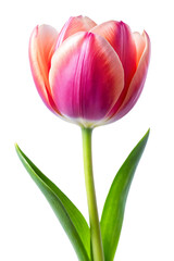 Naklejka premium pink tulip isolated on white