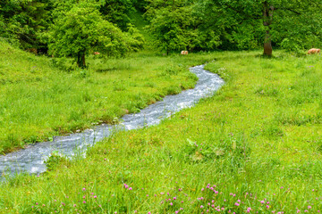 Obraz premium Brown Swiss cow near mountain river on green pasture in Murren, Switzerland.