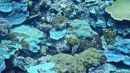 Fototapeta premium Fish swimming in aquarium wildlife park in California Academy of Sciences in San Francisco where you find exotic tropical blue and yellow fish in aquarium with corals in background