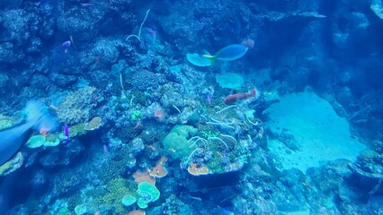 Fototapeta premium Fish swimming in aquarium wildlife park in California Academy of Sciences in San Francisco where you find exotic tropical blue and yellow fish in aquarium with corals in background