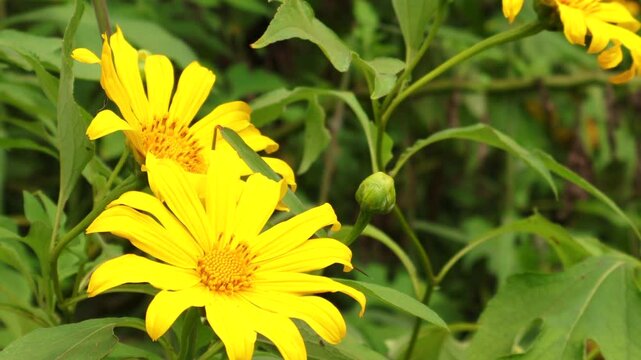 Close up of Beautiful Tithonia diversifolia,Tree Marigold flowers, Mexican tournesol or Mexican sunflower in Tad Moun waterfall.