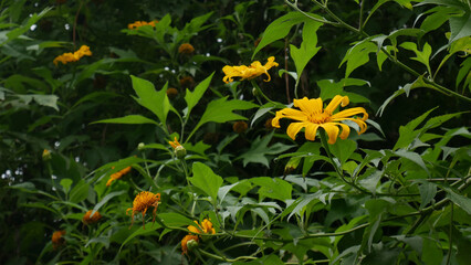 Bright yellow Mexican sunflowers are seen growing among dense green foliage. The wide-open petals...