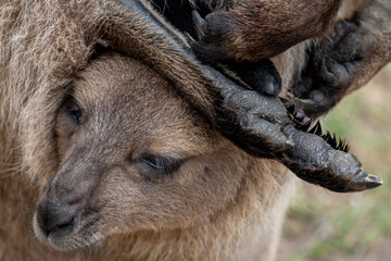 Naklejka premium Baby Kangaroo (Joey) in Pouch