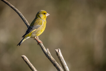 Greenfinch on a branch in winter
