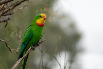 Superb Parrot on a branch