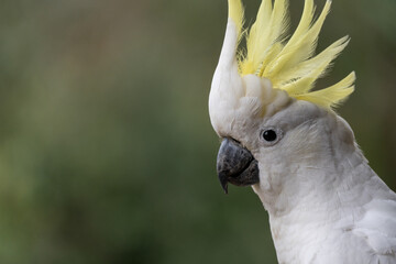 Portrait of a cockatoo