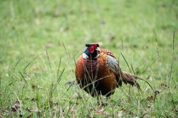 Male Pheasant in a Feild