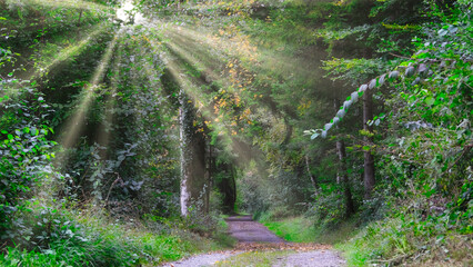 Sunrays filter through the forest, illuminating the pathways with a gentle, golden glow.