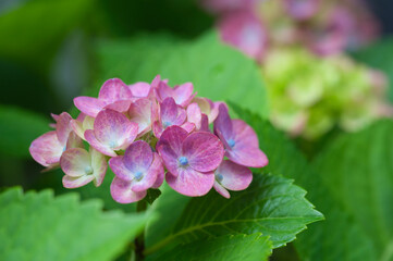 紫陽花の花