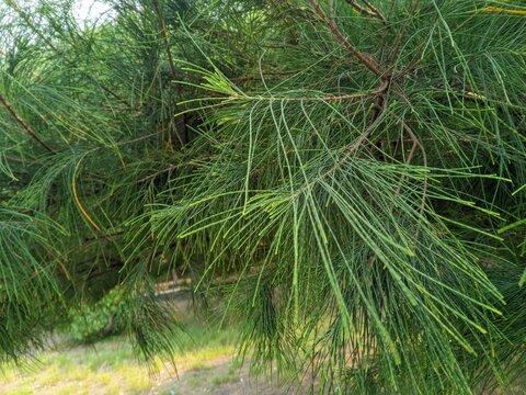 Casuarina equisetifolia or cemara laut plant part 3