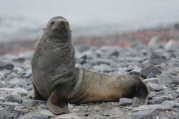 Fototapeta premium Antarctic Fur Seal