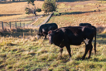 cattle in a paddock on a farm