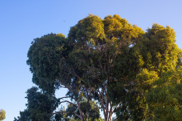 gum tree against the sky