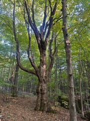 tree in forest