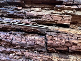 bark texture