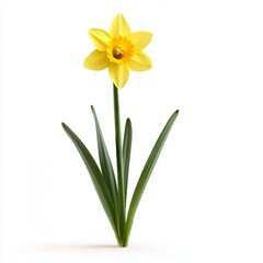 Daffodil isolated on white background