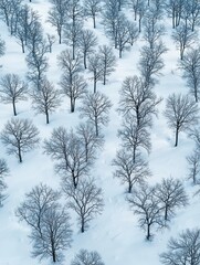 Obraz premium Aerial View of Leafless Trees Standing in a Snow-Covered Landscape, Capturing the Tranquility and Beauty of Winter’s Frozen Environment with Soft Light and Shadows