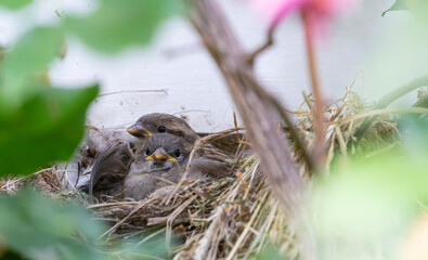 Obraz premium Sparrow chick in nest