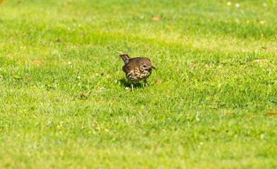 Thrush on lawn listening and searching for worm