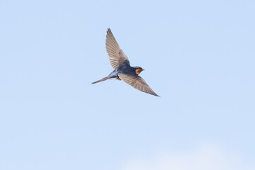 Obraz premium Welcome swallow in flight