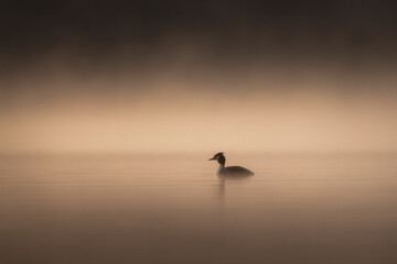 Bird swimming on lake through the fog in beautiful light