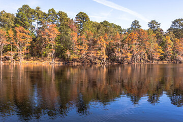 Obraz premium Natural Caddo Lake in Texas. Cypress trees covered with Spanish moss in autumn colors