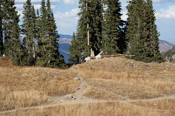 Mountain Goats on Mt. Timpanogas