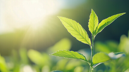 Fototapeta premium Young Plant in Sunlight 