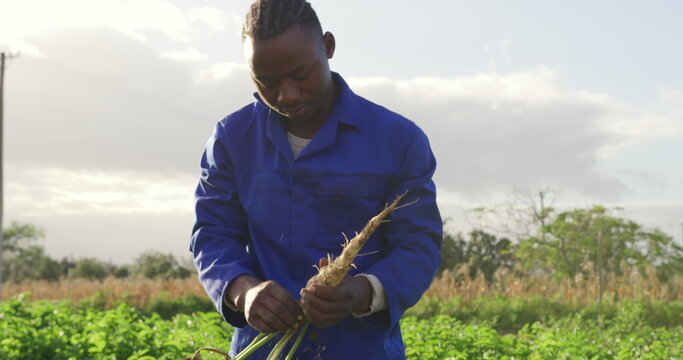 Front view of a young African American male farmer in an organic agricultural field, pulling a parsn - Powered by Adobe