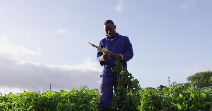 Front view low angle of a young African American male farmer in an organic agricultural field, pulli - Powered by Adobe