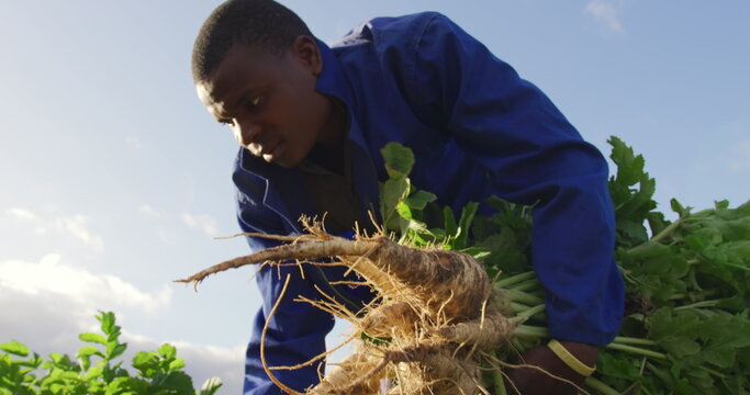 Front view low angle of a young African American male farmer in an organic agricultural field, colle - Powered by Adobe