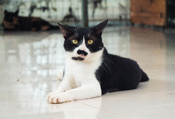 Black and white cat lounges comfortably on a floor at an animal shelter awaiting adoption and...