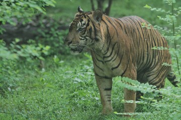 Obraz premium a Sumatran tiger sitting on the grass while observing the surroundings