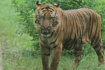 Obraz premium A sumatran tiger standing in the grass while observing the surroundings