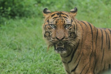 Obraz premium A Sumatran tiger standing in the grass while observing the surroundings