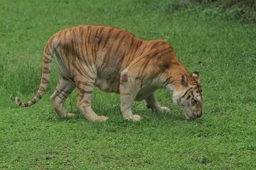 A bengal tiger is looking for something in the grass