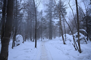 snow covered trees in the park