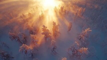 Aerial view of snow-covered forest bathed in golden sunrise light.