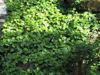 Wildbetal leafbush grown all over garden, popularly eaten as fresh vegetable.Herbaceous plant with erect or creeping stems along ground. Green leaves are heart-shaped and have slightly spicy flavor.
