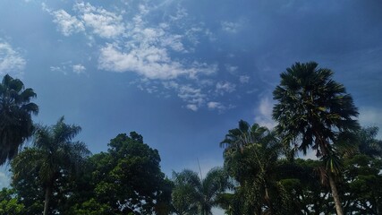 Directly bellow of trees with blue sky in the park. copy space