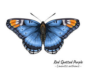 Red Spotted Purple Butterfly vector illustration 2